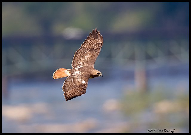 _2SB8195 red-tailed hawk over James River.jpg